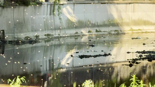 A swarm of tiny insects dances above the calm water in a concrete canal. The scene feels lively and energetic, filled with the warmth of a sunny day.