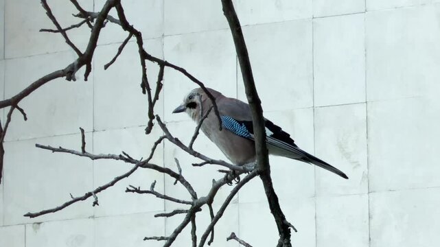 A Eurasian Jay perches on a bare tree branch against a tiled building wall. This quiet, observant moment feels serene and connected to the urban nature around us.