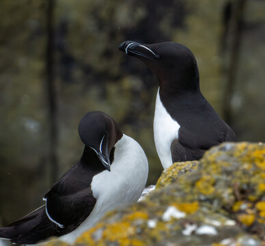 Pair of Razorbills on Coastal Cliffs, Isle of May, Scotland