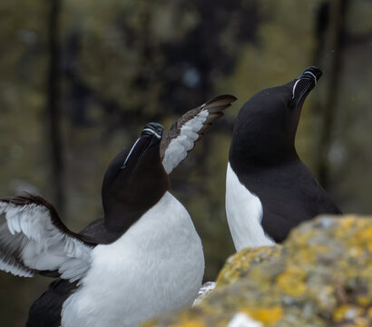 Razorbills Displaying on Coastal Cliffs, Isle of May, Scotland