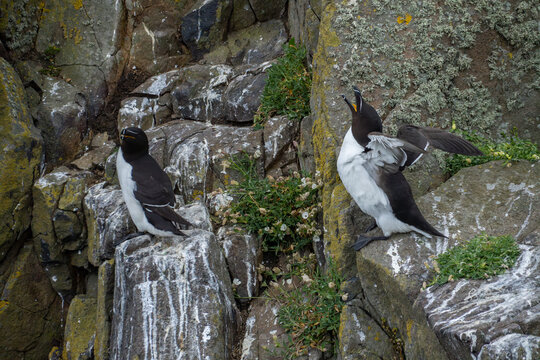 Razorbills Displaying on Coastal Cliffs, Isle of May, Scotland