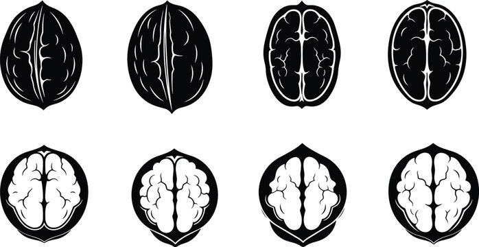 Whole walnut shell and cracked half kernel cross section solid silhouette vector illustration set for organic snack food packaging design.