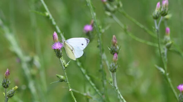 A beautiful white butterfly sipping nectar from a purple thistle flower in a green field. 