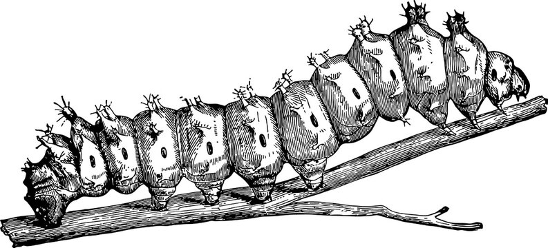caterpillar