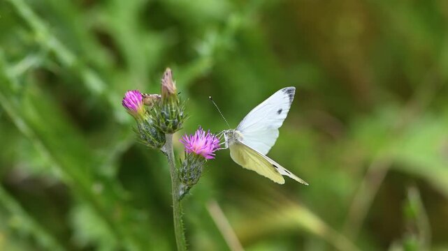 A beautiful white butterfly sipping nectar from a purple thistle flower in a green field. 