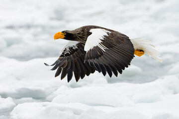 Side profile action shot of an endangered Steller's sea eagle in flight above sea ice © OvidiuDaniel