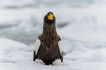 Steller's sea eagle Haliaeetus pelagicus head on portrait sitting in winter snow © OvidiuDaniel