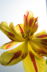 Obraz premium yellow lily flower