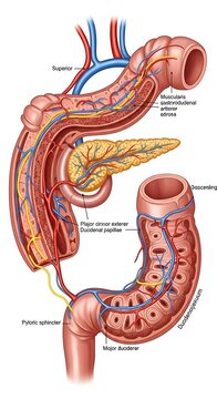 Human digestive system anatomy detailed illustration.