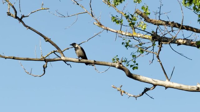 A vigilant crow perches on a bare tree branch against a clear blue sky. Its sharp caws mingle with the distant hum of passing cars, blending wild nature with city life in a layered sound.