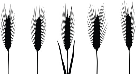 Rye grain ear stalk silhouette vector illustration set with various straight cereal spikes for agriculture organic bakery food packaging graphic design © Olivia