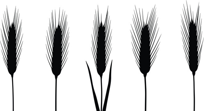 Rye grain ear stalk silhouette vector illustration set with various straight cereal spikes for agriculture organic bakery food packaging graphic design