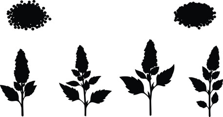 Quinoa plant stalk silhouette vector illustration set with grain piles and text font for agriculture organic healthy food packaging design © Olivia