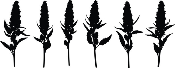 Quinoa plant stalk silhouette vector illustration set with various natural crop sprigs for agriculture organic superfood packaging design element © Olivia