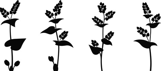 Buckwheat plant stalk silhouette vector illustration set with mature grain seeds and leaves for agriculture organic healthy superfood packaging design © Olivia