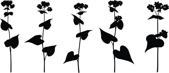Buckwheat plant stalk silhouette vector illustration set featuring broad leaves and blooming grain flowers for agriculture organic healthy food packaging design © Olivia
