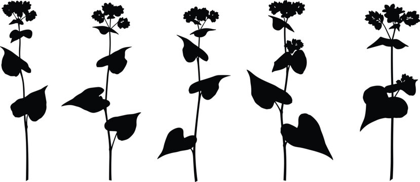 Buckwheat plant stalk silhouette vector illustration set featuring broad leaves and blooming grain flowers for agriculture organic healthy food packaging design