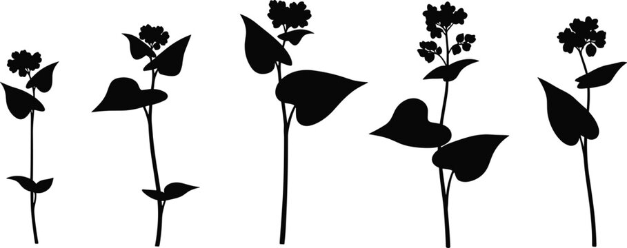 Buckwheat plant stalk silhouette vector illustration set with heart shaped leaves and grain flowers for agriculture organic healthy food packaging design