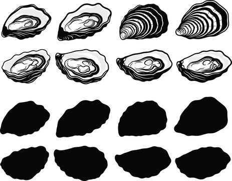 Oysters shell vector illustration set with detailed line art and black silhouettes for gourmet seafood restaurant menu graphic design element