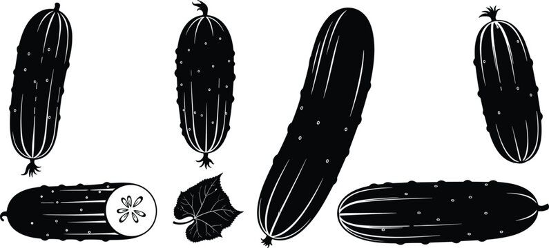 Cucumber silhouette vector illustration set with detailed fresh organic gherkins leaf and sliced vegetable for healthy salad diet cooking recipe design.