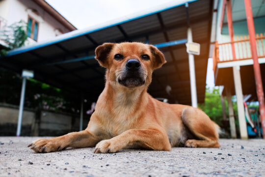 Faithful Brown Guard Dog Lying and Watching Over House Yard