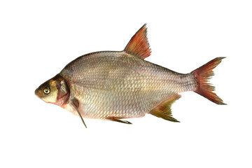 Fototapeta premium Common bream Abramis brama side view isolated on transparent background