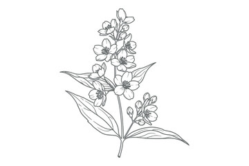Fototapeta premium Delicate jasmine flower silhouette a botanical illustration in black and white