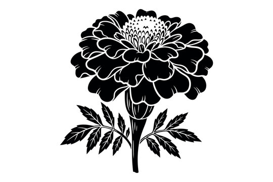 Elegant black silhouette of a marigold flower with detailed petals and stem