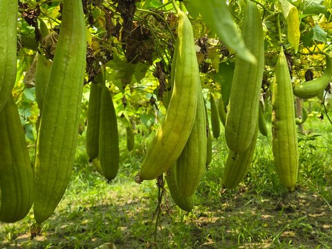 Sponge gourd close-up from home garden, Luffa aegyptiaca, the sponge gourd, Egyptian cucumber or Vietnamese luffa, is an annual species of vine cultivated for its fruit.
