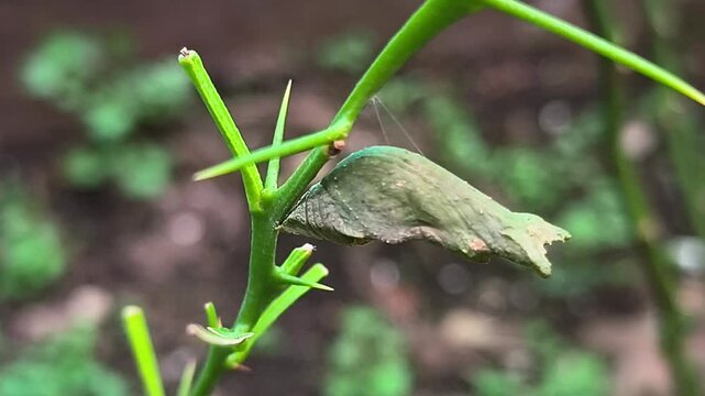 Macro shot of green butterfly chrysalis pupa hanging on thorny citrus plant stem concept of life cycle transformation evolution vulnerability and new beginning in wild nature