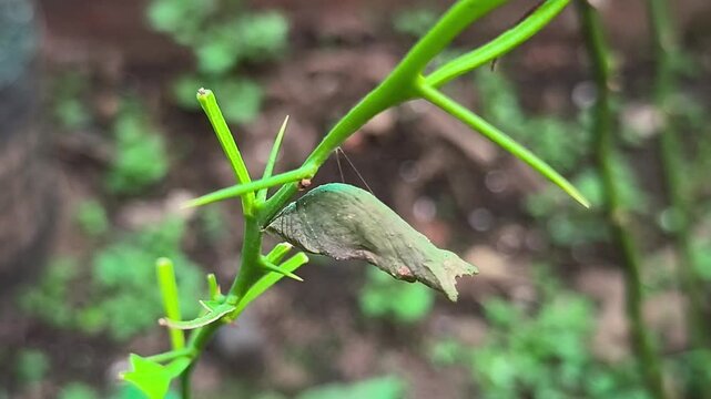 Macro shot of green butterfly chrysalis pupa hanging on thorny citrus plant stem concept of life cycle transformation evolution vulnerability and new beginning in wild nature