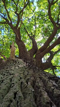 Ancient oak tree in forest viewed from below with large branches and green leaves. Summer sunlight rays shining through foliage against blue sky. Majestic nature scene representing ecology