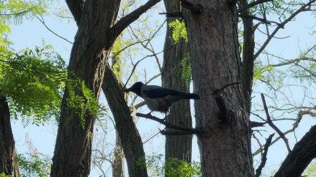 A hooded crow perches on a pine tree branch in a sunny forest. The bird caws loudly over the distant sound of a lawn mower.