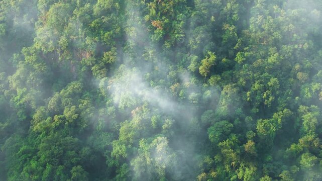 Green tree nature background for carbon neutrality and net zero emissions concept. Drone view of green tree captures CO2 to Sustainable green environment.