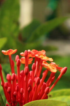 Vibrant red ixora flower corymb growing in a tropical park