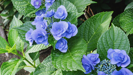 青い紫陽花のクローズアップ © RYOSUKE