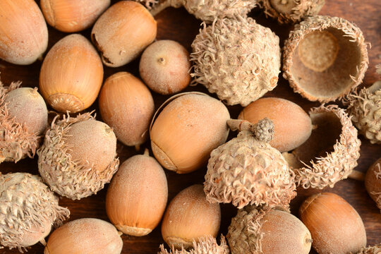 macro white oak acorns background