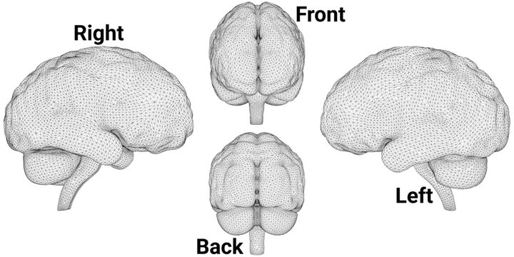 Neuroanatomy Illustration of Human Hemispheres - The left and right hemispheres, front, back, top view, and side profile of a human . It include