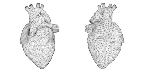 3D Rendered Human Illustration - Two anatomically correct, 3D rendered human hearts placed side by side. The hearts are detailed with visible © K_Sarwar