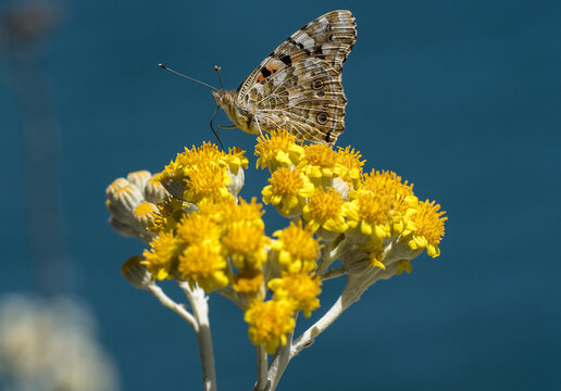 Vanessa del cardo su fiore di cineraria