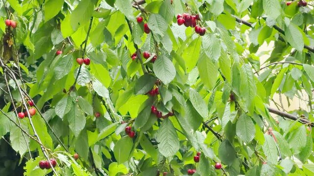 Ripe red cherries and green leaves catch falling raindrops on tree branches outdoors. This steady summer shower creates a gentle rustling and dripping sound.