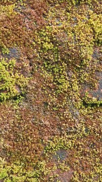 wall with green moss closeup video footage 