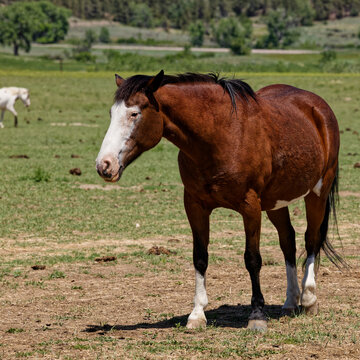 Brown horse with white face markings stands in a grassy pasture on a ranch