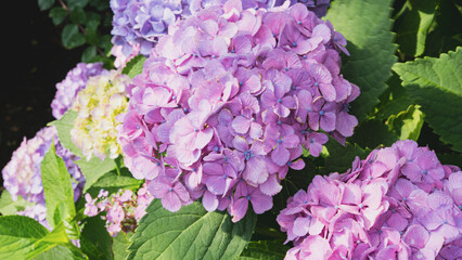 ピンクの紫陽花のクローズアップ © RYOSUKE