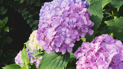ピンクの紫陽花のクローズアップ © RYOSUKE