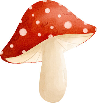 red fly agaric mushroom watercolor illustration