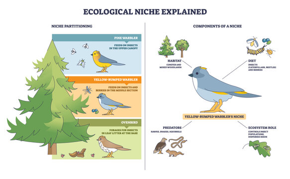 Ecological niche explained outline shows niche partitioning in a conifer tree, with birds, insects, and predators mapping diet and habitat interactions. Outline diagram