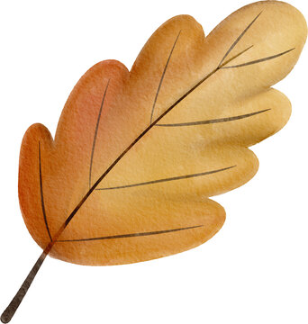 watercolor autumn leaf illustration
