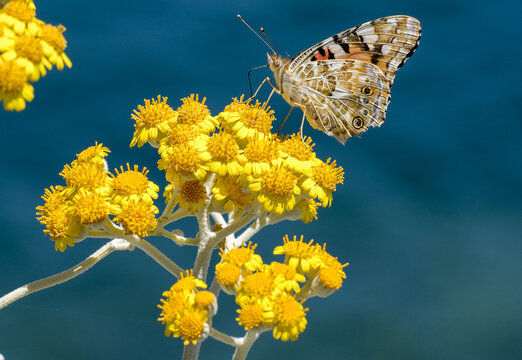 Vanessa del cardo su fiore di cineraria