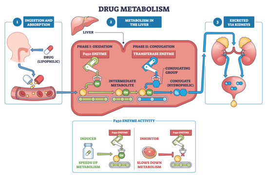 Drug metabolism outline shows pill absorption, liver P450 oxidation and conjugation, then kidney excretion, key objects, liver, kidneys, capsule. Outline diagram